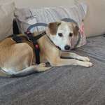 Suchmeldung-Lara-Bild