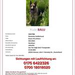 Suchmeldung-Balu-Bild