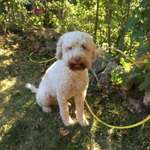 Suchmeldung-Benny-Bild