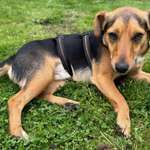 Suchmeldung-Chino-Bild