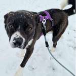 Suchmeldung-Churchill-Bild