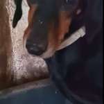 Suchmeldung-Neria-Bild