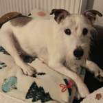 Suchmeldung-Urmel-Bild