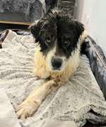 Suchmeldung-Zuma-Bild