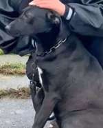 Suchmeldung-Bella-Bild