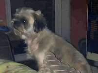 Suchmeldung-Snoopy-Bild