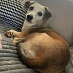 Suchmeldung-Lara-Bild