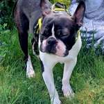 Suchmeldung-Leo-Bild