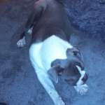 Suchmeldung-Zuma-Bild