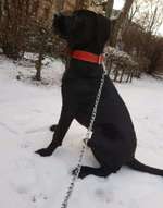 Suchmeldung-Akira-Bild