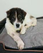 Suchmeldung-Zuma-Bild