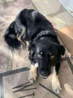 Suchmeldung-Lexi-Bild