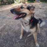 Suchmeldung-Lou-Bild