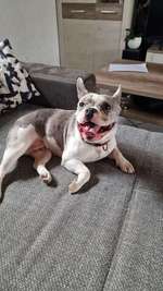 Suchmeldung-Shelby-Bild