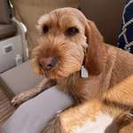 Suchmeldung-Paula-Bild