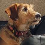 Suchmeldung-Louis-Bild