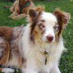 Suchmeldung-Frieda-Bild