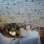 Suchmeldung-Banjo-Bild