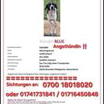 Suchmeldung-Blue-Bild