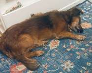 Suchmeldung-Vassily-Bild