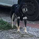 Suchmeldung-Gaia-Bild