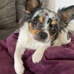 Suchmeldung-Bella-Bild