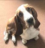 Suchmeldung-Maggy-Bild