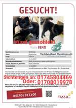 Suchmeldung-Benji-Bild