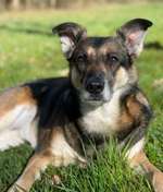 Suchmeldung-Lucy-Bild