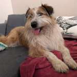 Suchmeldung-Hanuta-Bild