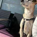 Suchmeldung-Lara-Bild