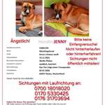 Suchmeldung-Jenny-Bild