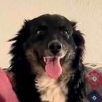 Suchmeldung-Brenda-Bild