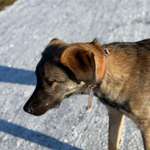 Suchmeldung-Eddy-Bild