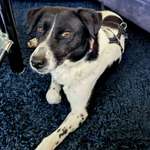 Suchmeldung-Blue-Bild