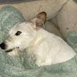 Suchmeldung-Urmel-Bild