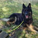 Suchmeldung-Benny-Bild