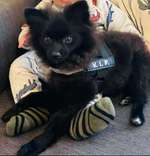 Suchmeldung-Benji-Bild