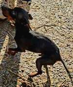 Suchmeldung-Rico-Bild