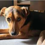 Suchmeldung-Chino-Bild