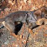 Suchmeldung-Emil-Bild