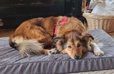 Suchmeldung-Fenja-Bild