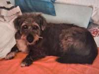 Suchmeldung-Hardy-Bild