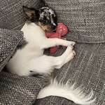 Suchmeldung-Bella-Bild