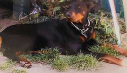 Suchmeldung-Dila-Bild