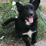 Suchmeldung-Scotty-Bild