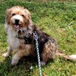 Suchmeldung-Jussi-Bild