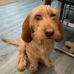 Suchmeldung-Paula-Bild