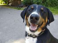 Suchmeldung-Manfred-Bild