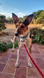 Suchmeldung-Lola-Bild